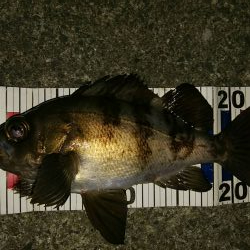 メバル混じりの遠投アジング